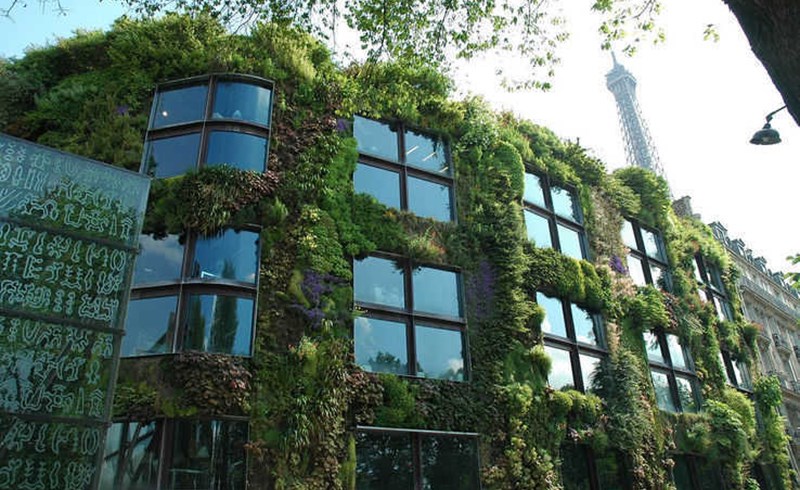 Edilizia vegetale: più efficienza energetica con le superfici dell’edificio ricoperte di piante
